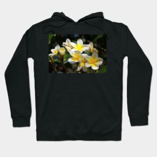 Frangipani Hoodie